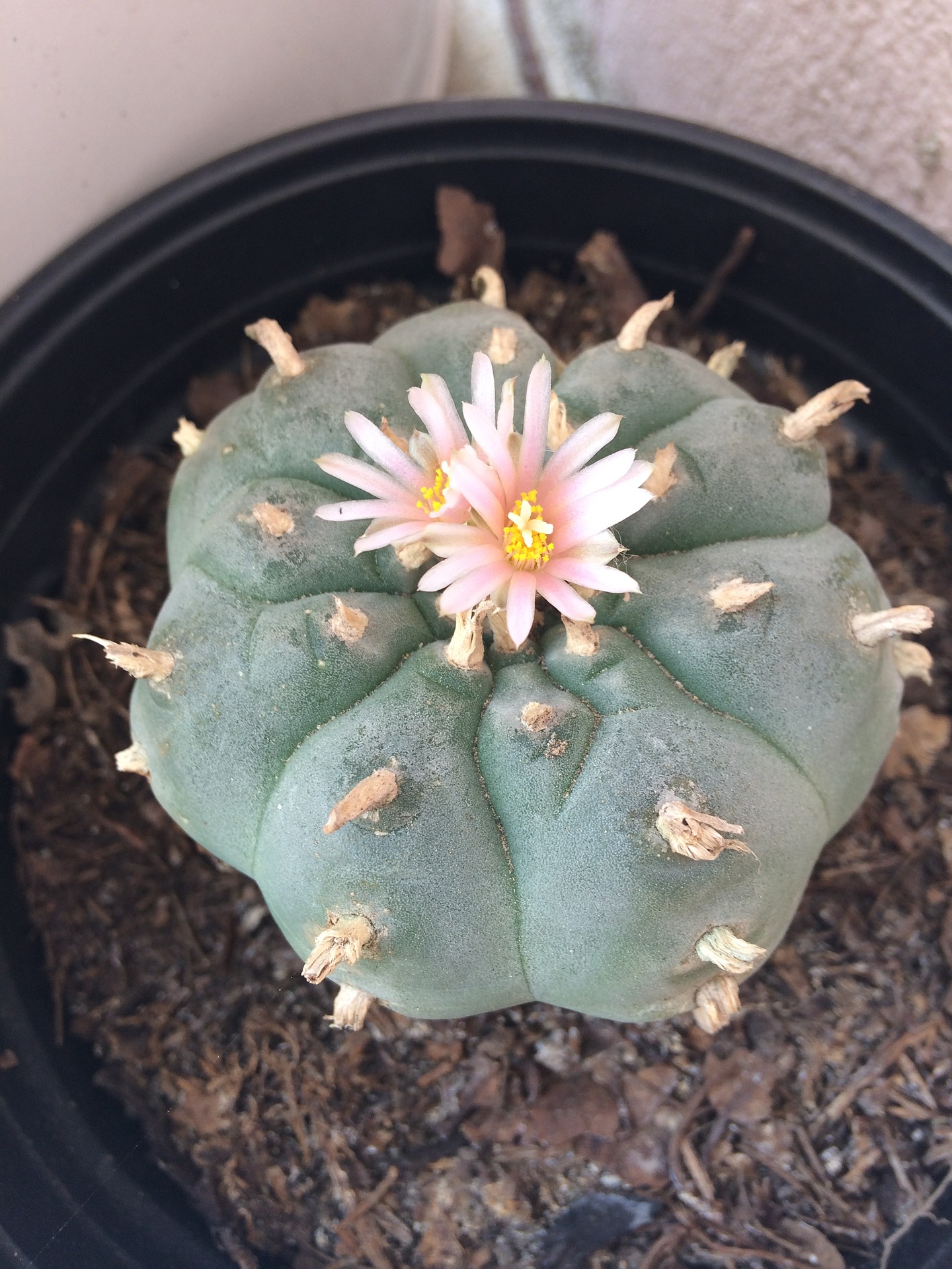 Amazing Where Can I Buy Peyote Capture Nature Amazing Where Can I Buy Peyote Capture Nature